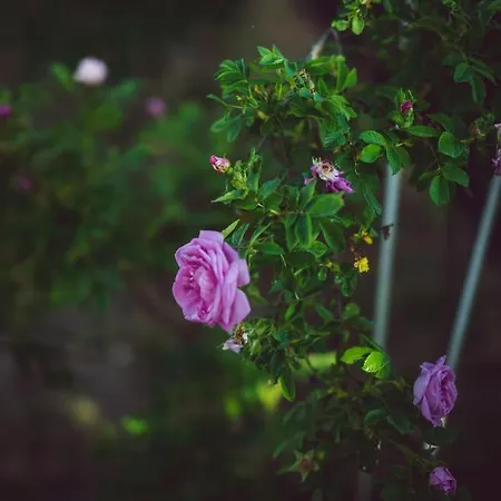 Lavender House * 쿠레사아레