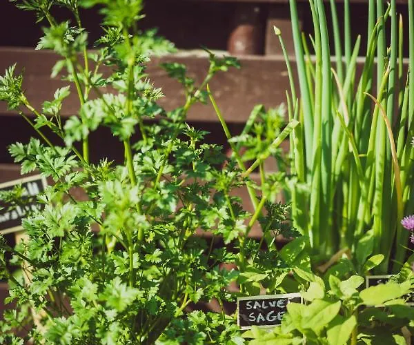 Lavender House Dom wakacyjny *