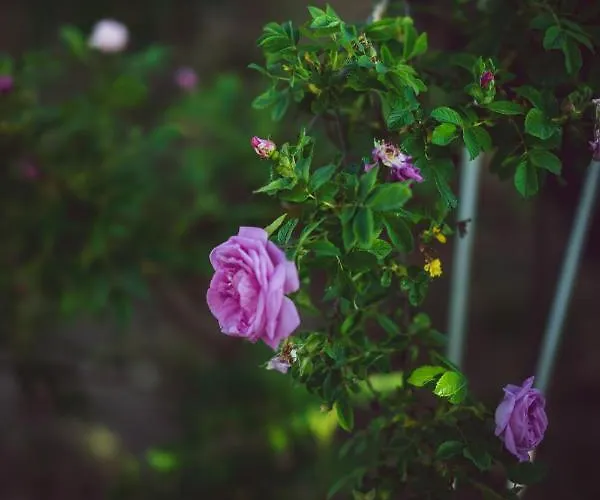 Lavender House * 库雷萨雷